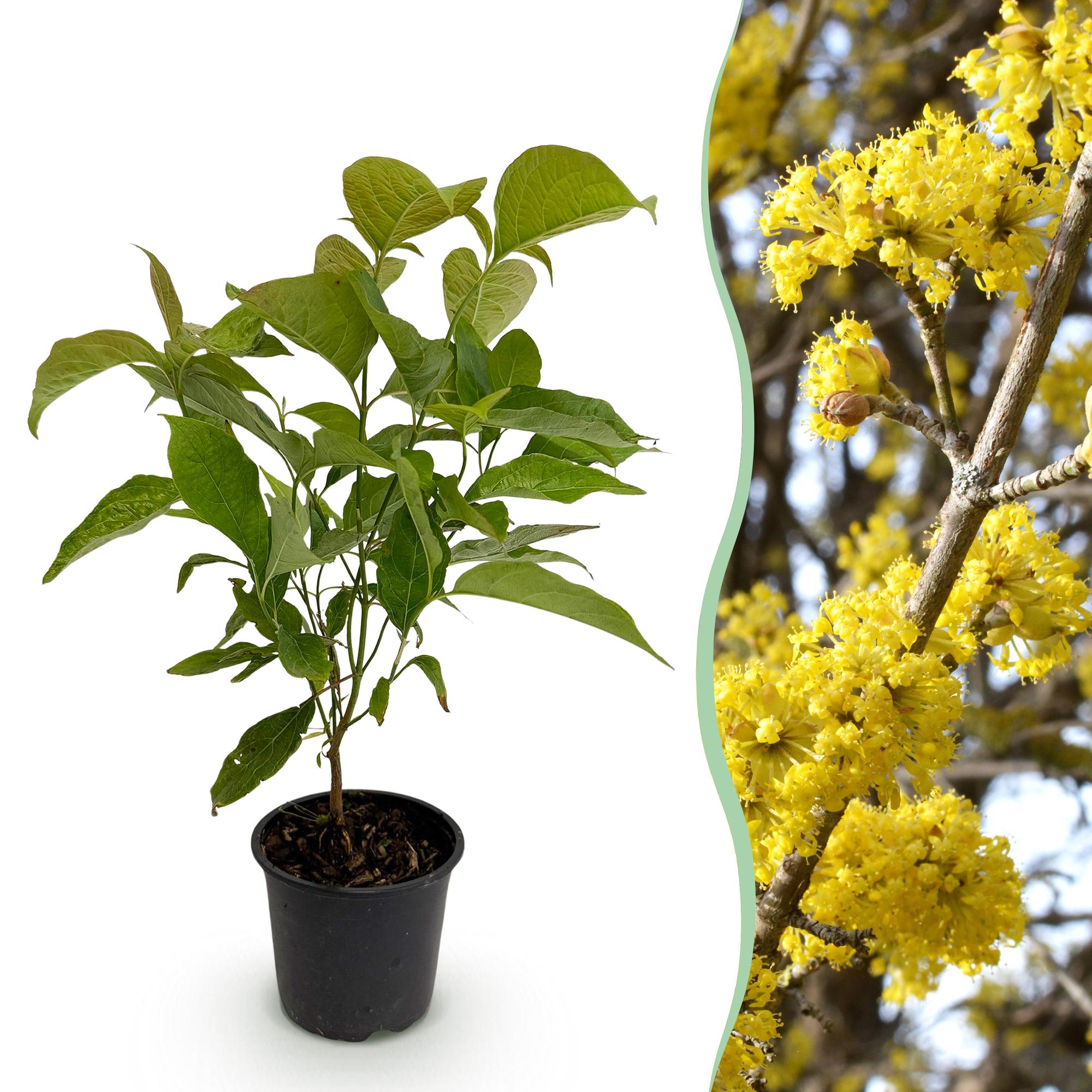 Cornus mas - Bloem Geel - 1 Plant - Bladverliezend - Weinig Onderhoud - Pot 12cm Hoogte 35cm