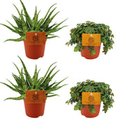 2 Aloe Spider + 2 Sedum Tornado - 4 pièces - Ø10,5 cm - ↕10 cm