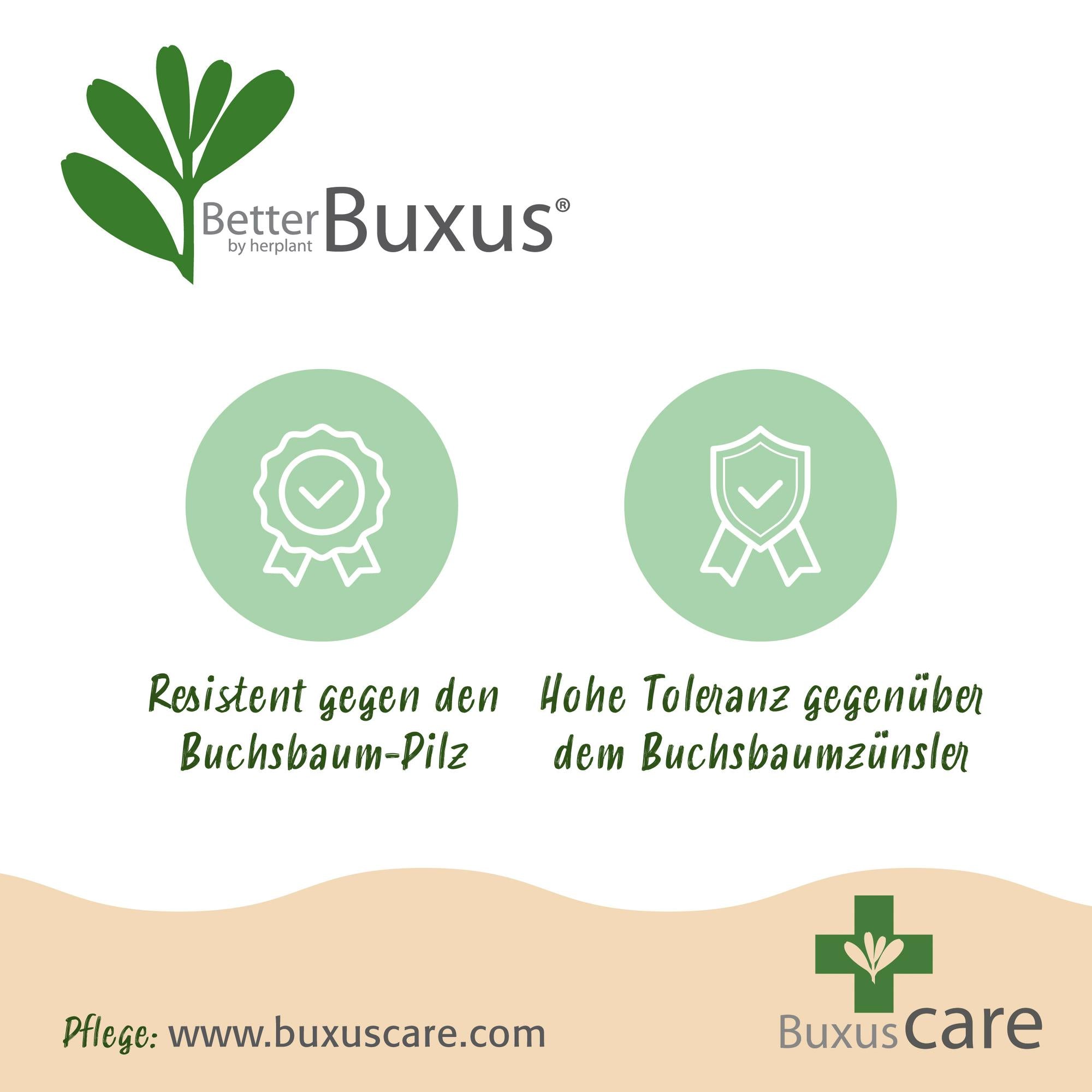 Buxus Haag - BetterBuxus Babylon Beauty - Resistant tegen de Buxus schimmel - 6 planten - 1 strekkende meter - pot 13cm hoogte 30-35