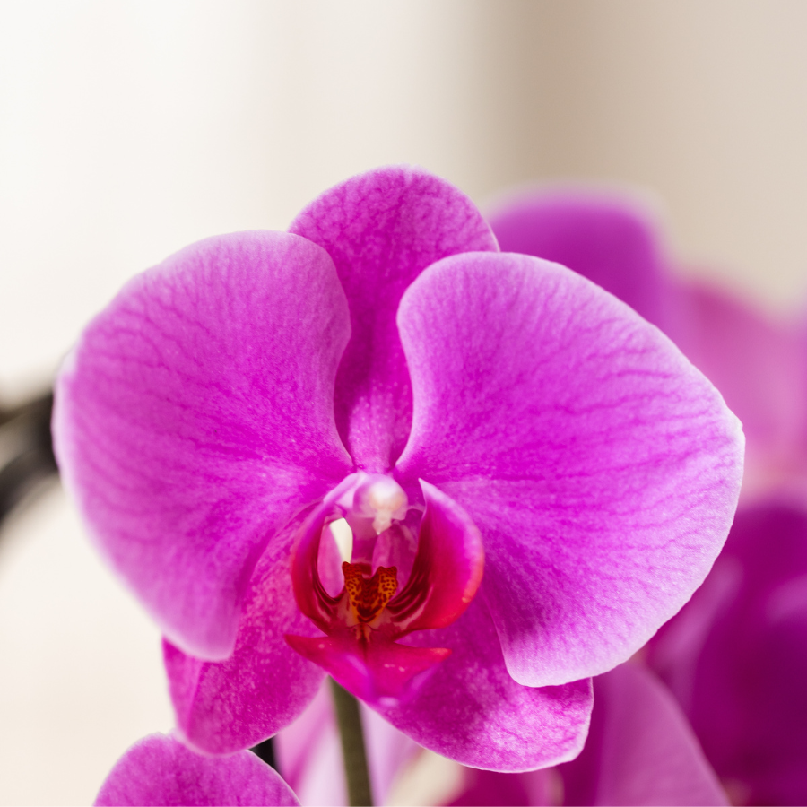 Kolibri Orchids | Paarse Freeride Niagara Falls orchidee + Bloom sierpot– potmaat Ø12cm | bloeiende kamerplant – vers van de kweker
