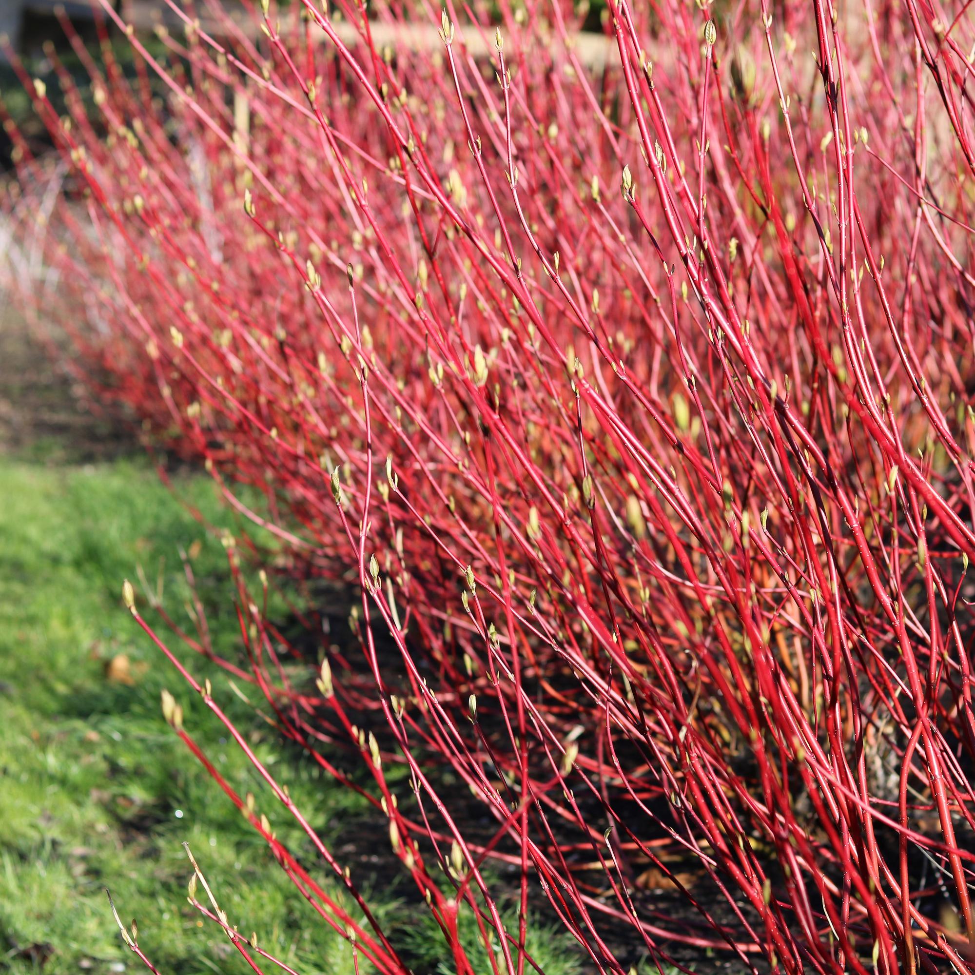Cornus sibirica - Rode Takken - 1 Plant - Bladverliezend - Weinig Onderhoud - Pot 17cm Hoogte 45cm