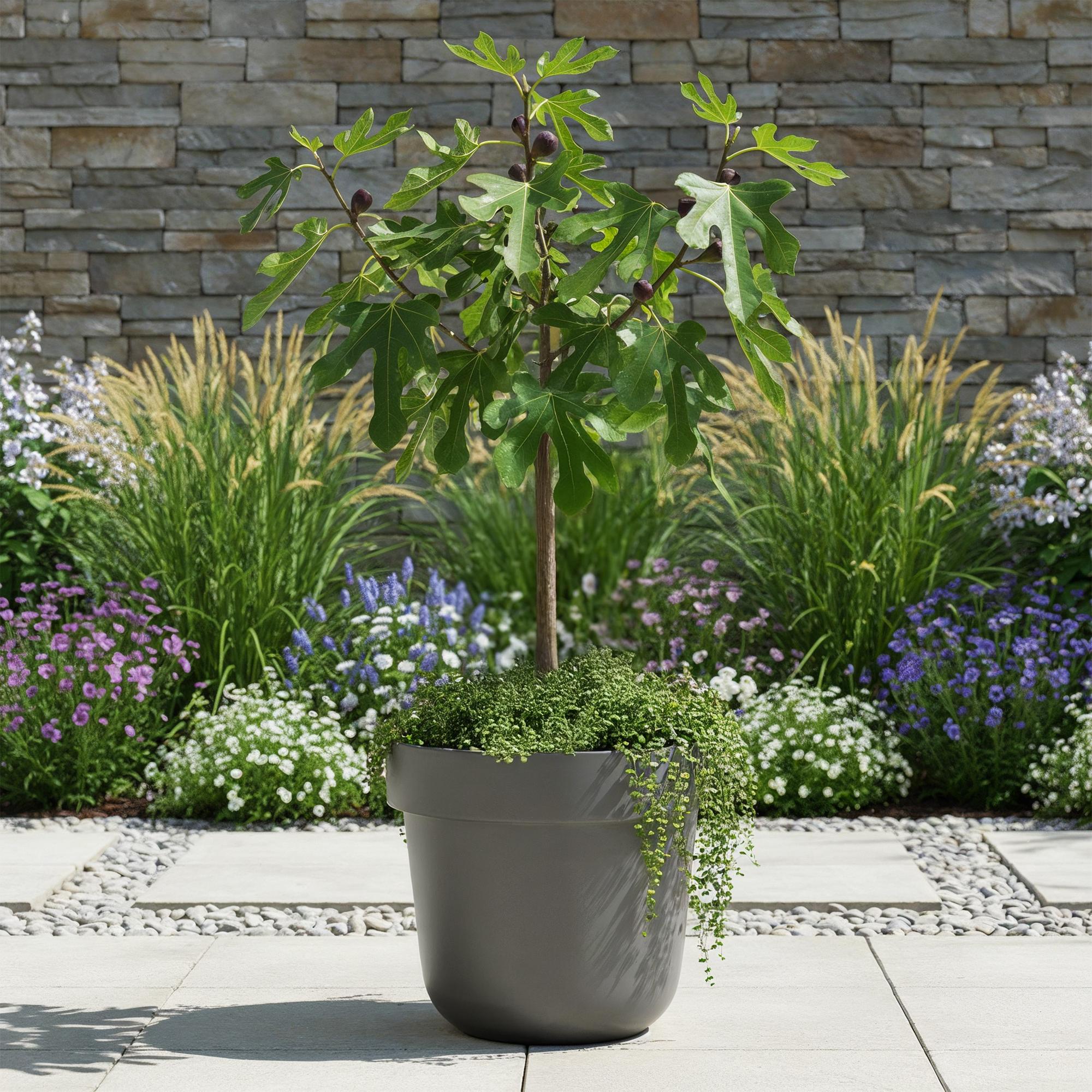 Ficus carica Little Miss Figgy - Terras Plant - Bladverliezend - Winterhard - Groene Vrucht - Pot 19cm Hoogte 90cm