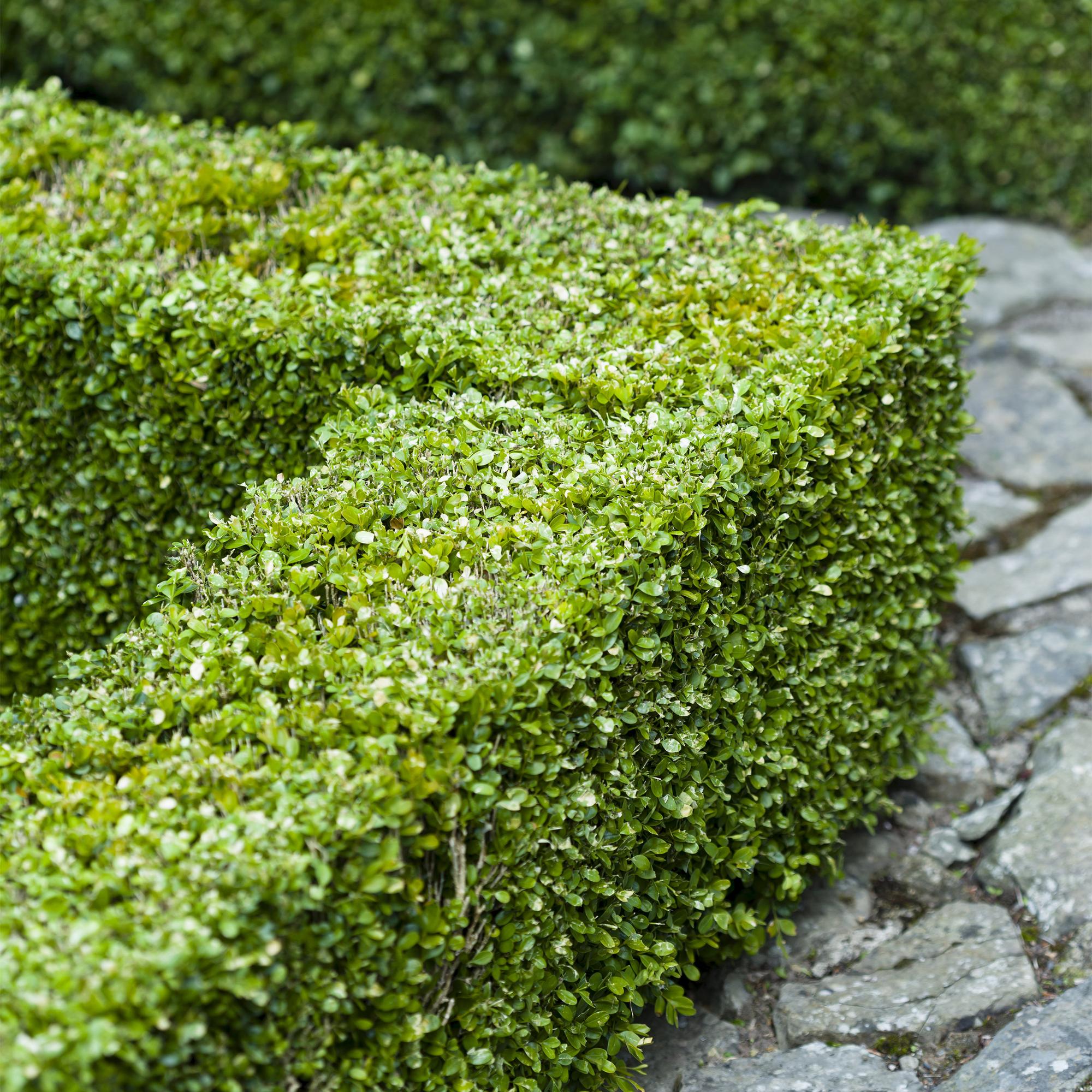 Buxus sempervirens -  blad groen - 8 planten - 1 strekkende meter - groenblijvend - pot 9cm hoogte 20-25cm