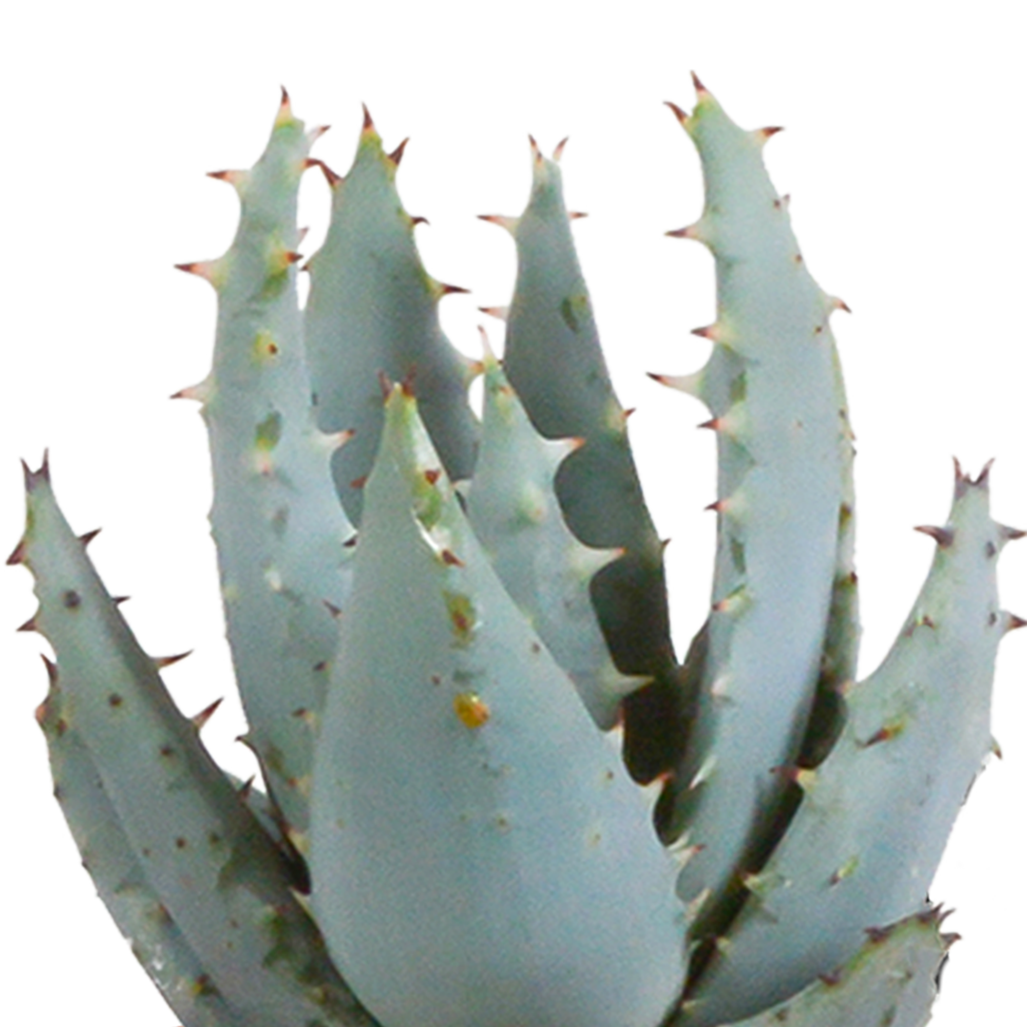 Cactus and succulent mix 5.5 cm | 15 pieces - in white pot