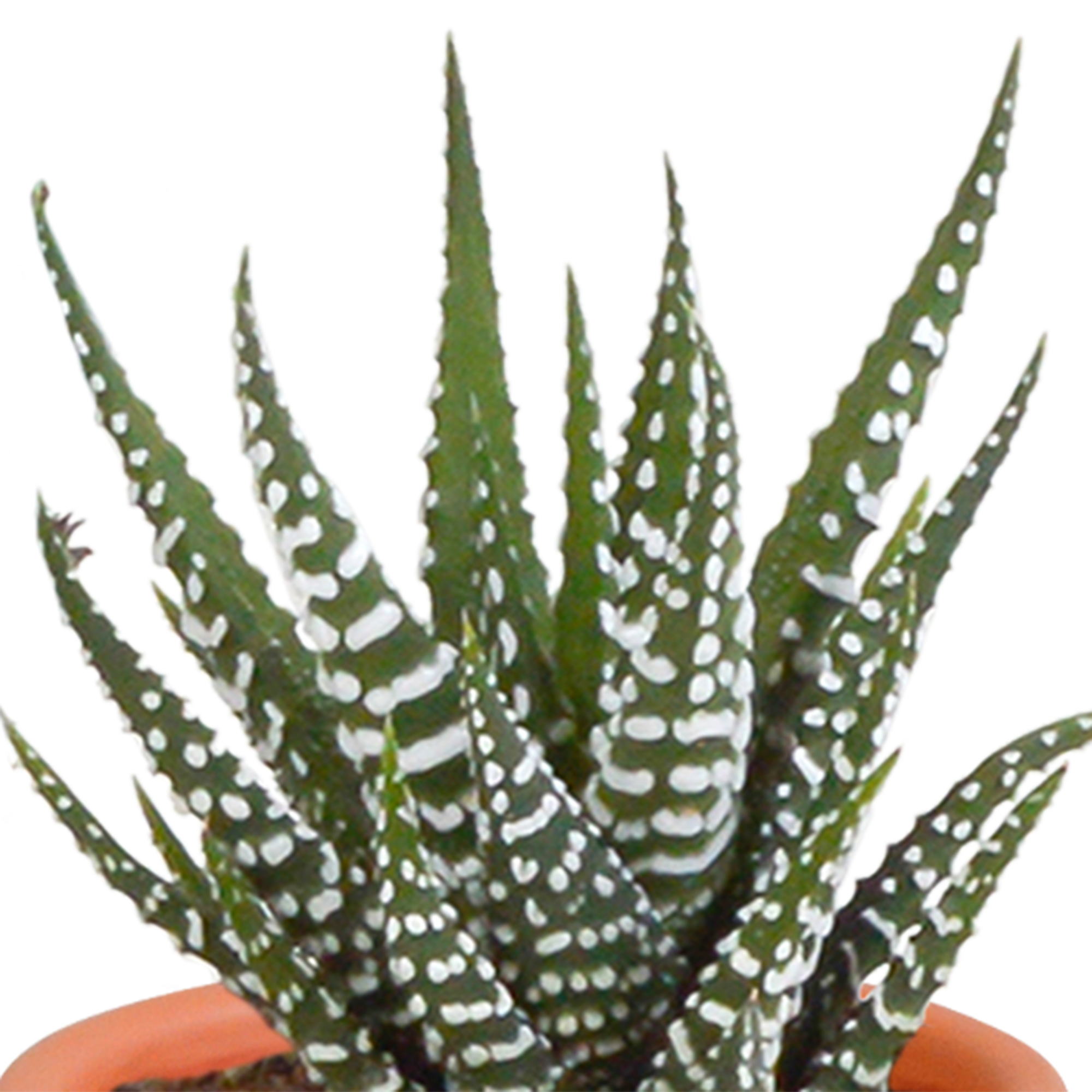 Mix di cactus e piante grasse 5,5 cm | 15 pezzi - in vaso di terracotta