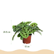 Marantha Silverband, Marantha Lemon Lime Marantha Kerchoveana - Gebedsplant - Huisdiervriendelijke Plant - Groen - 3 Planten - met Mand - Pot 12cm - Hoogte 25cm