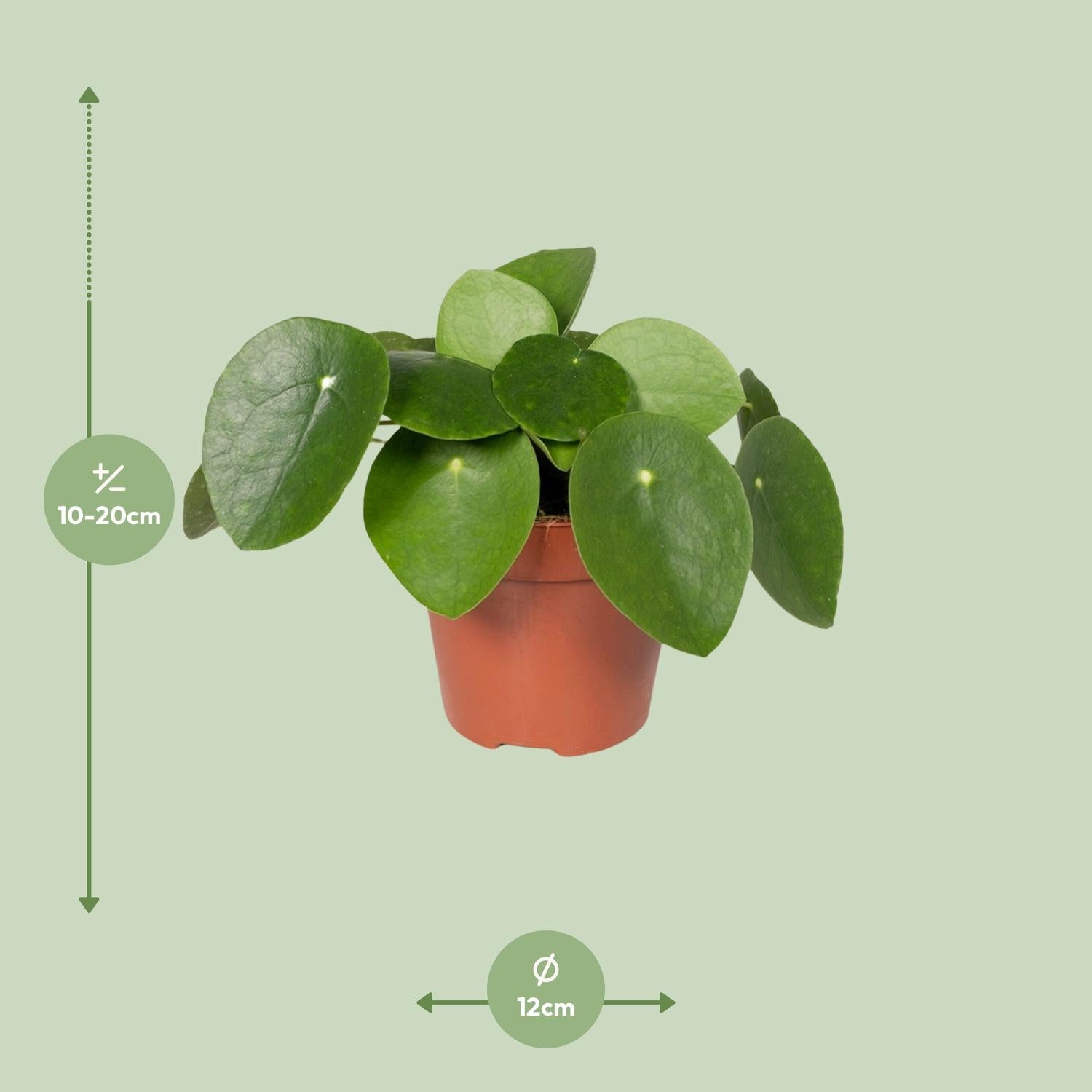 Pilea Peperomiodes - Plante crêpe - Ø12cm - ↕20cm