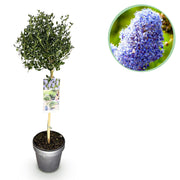 Ceanothus impressus Victoria - Terras Plant - Bladhoudend - Winterhard - Paarse Bloem - Pot 19cm Hoogte 90cm