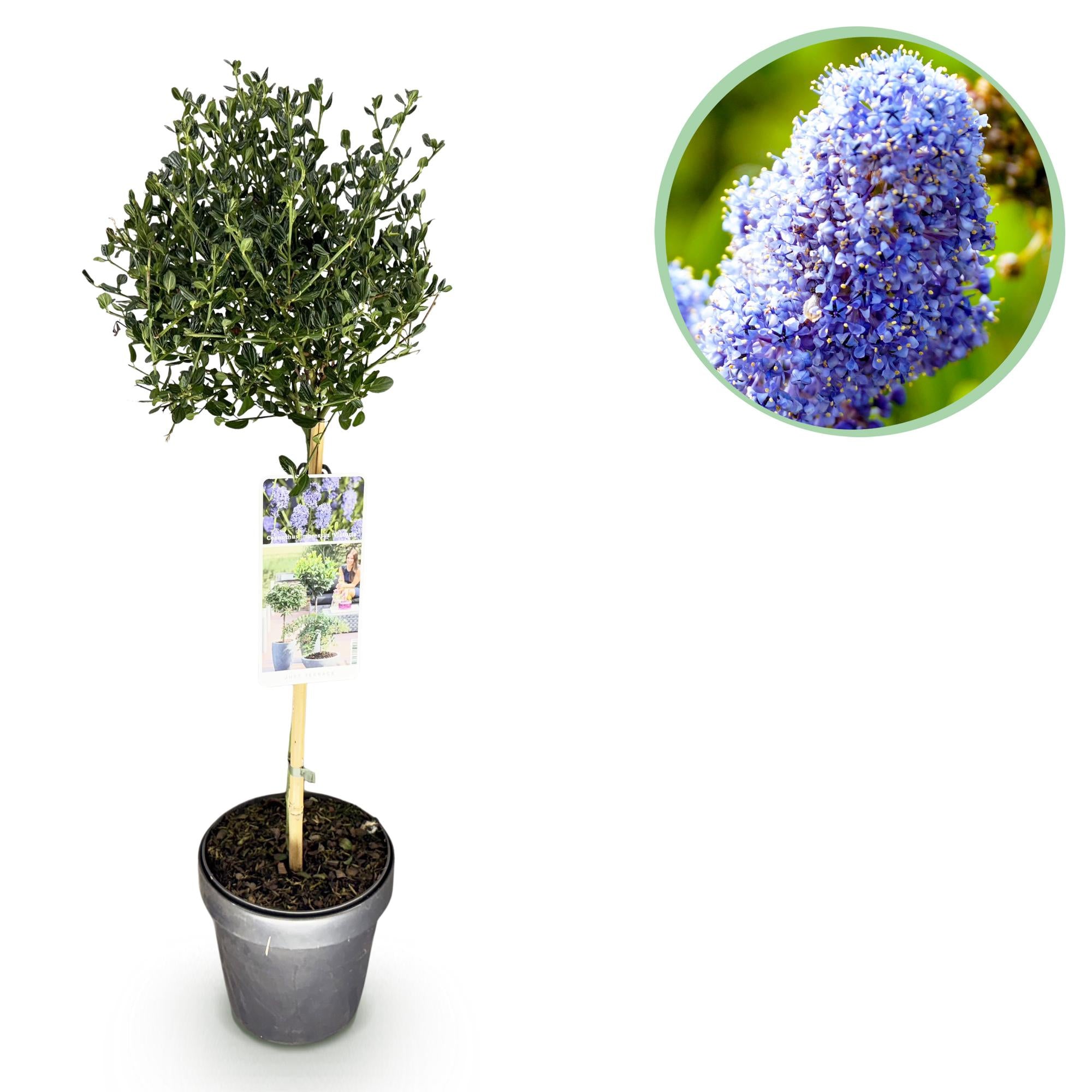 Ceanothus impressus Victoria - Terras Plant - Bladhoudend - Winterhard - Paarse Bloem - Pot 19cm Hoogte 90cm
