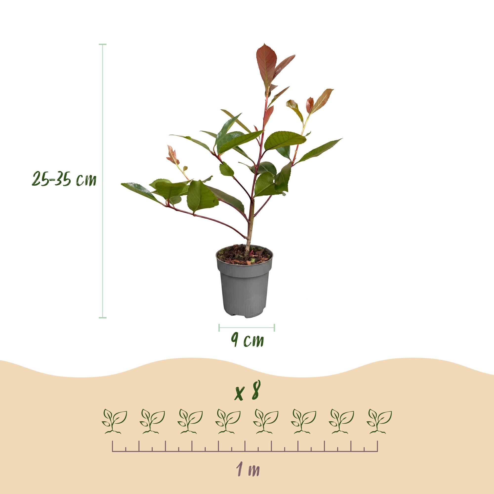 Photinia fraseri Red Robin - Glansmispel 16x - Haagplanten - Groenblijvend - Rood - Pot 9cm - Hoogte 25-35cm