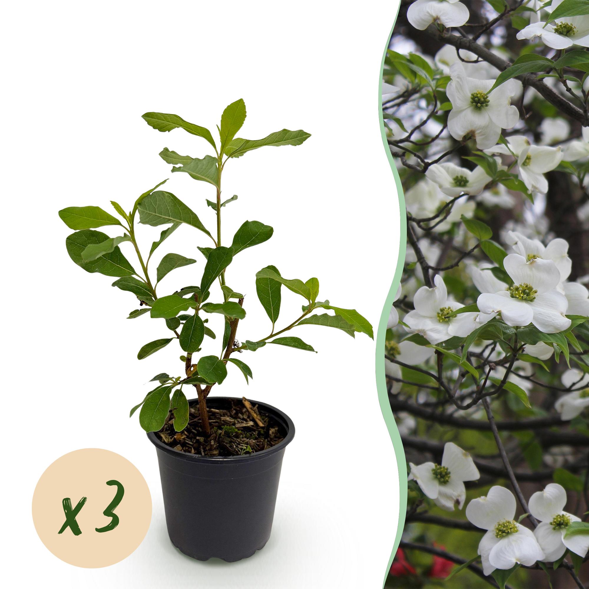Cornus Florida - Bloem Wit-Roze - 3 Planten - Bladverliezend - Weinig Onderhoud - Pot 12cm Hoogte 35cm
