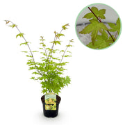 Japanse Esdoorn - Acer palmatum Summergold - Geel - 1 Plant - Bladverliezend - Pot 19cm Hoogte 70cm