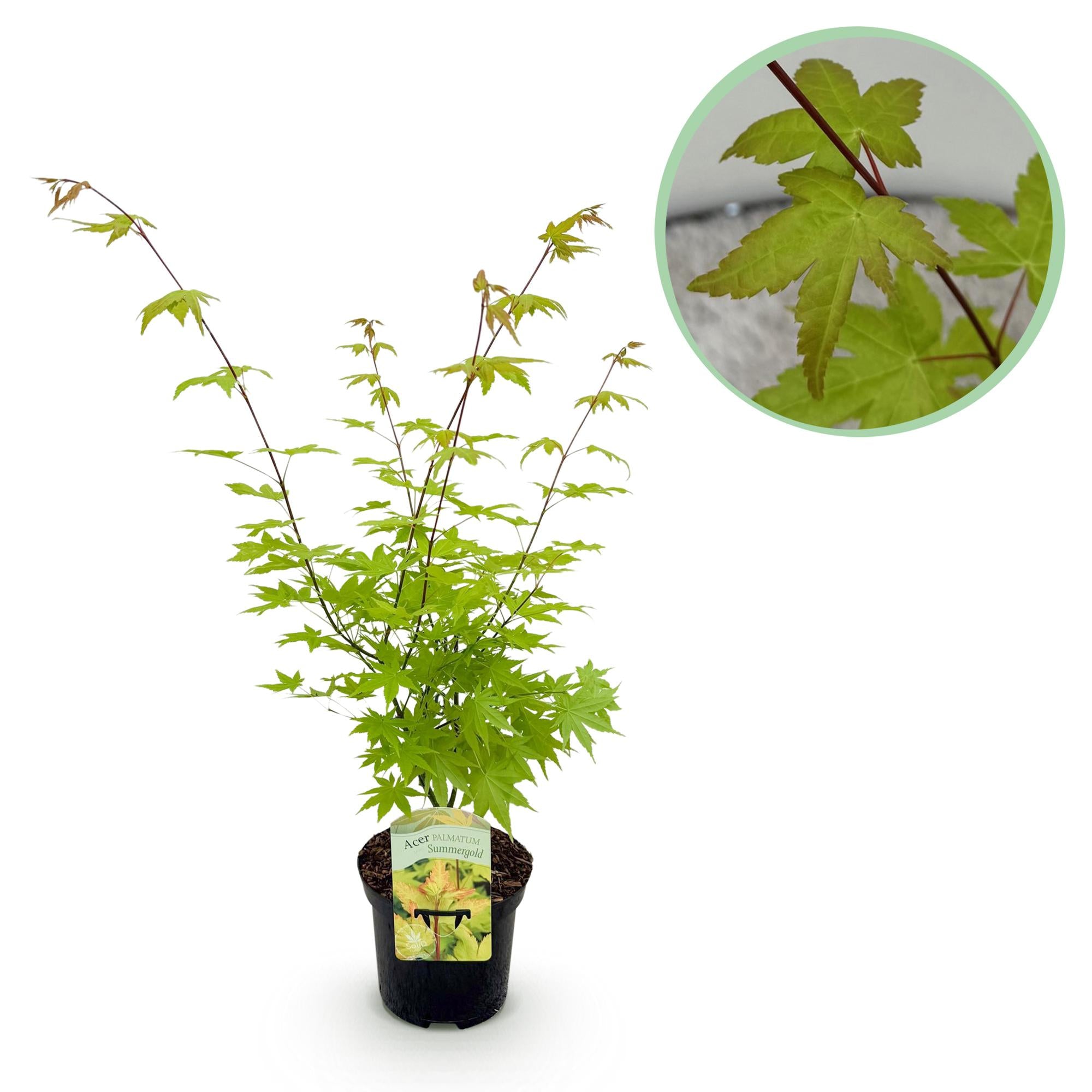 Japanse Esdoorn - Acer palmatum Summergold - Geel - 1 Plant - Bladverliezend - Pot 19cm Hoogte 70cm