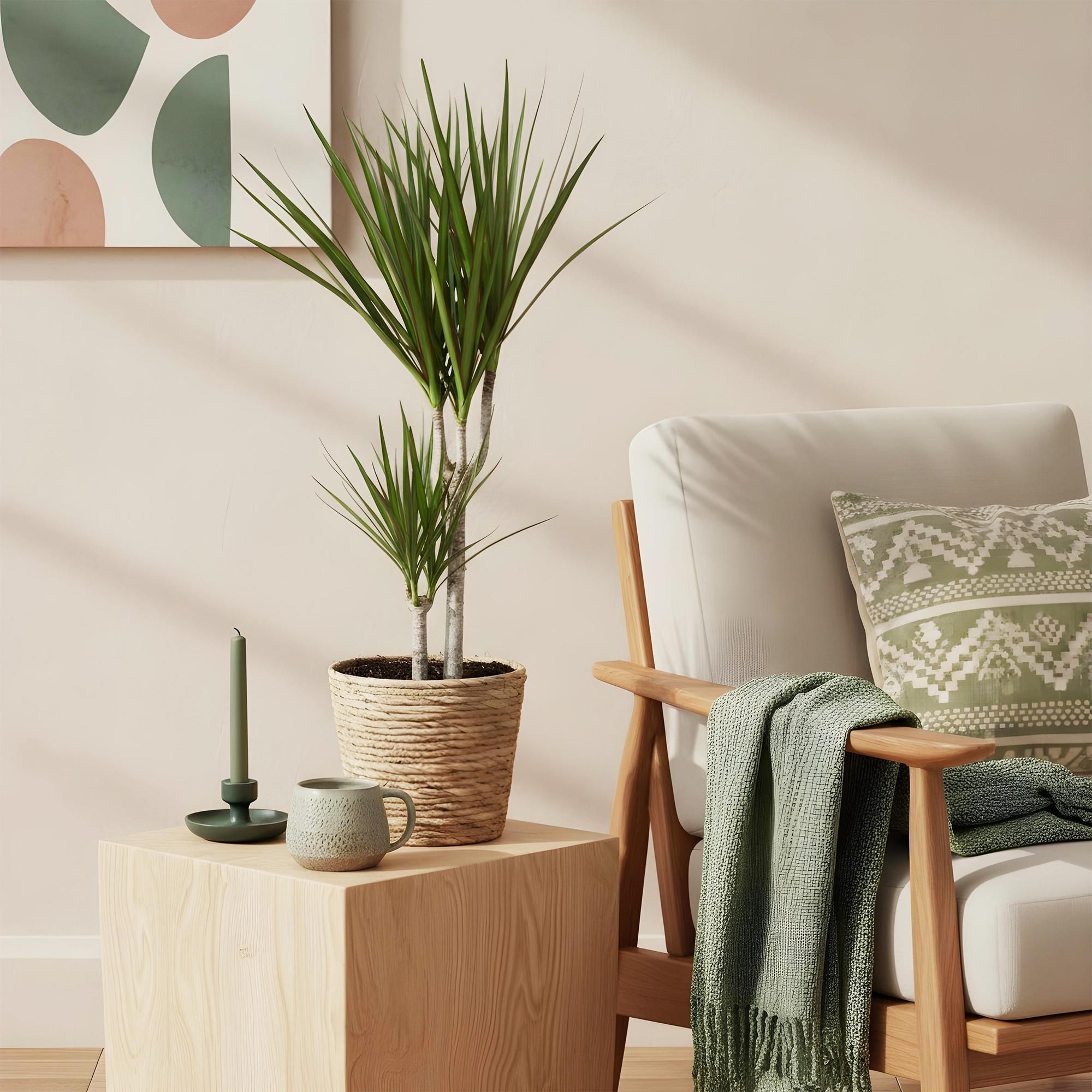 Dracaena Marginata - Drakenbloedboom - Weinig onderhoud - Groen - 2 Planten - Pot 17cm - Hoogte 70-80cm