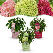 Hydrangea panniculata Groundbreaker Blush -Greeny - Ruby - Pluimhortensia - Compact - Roze-Groen-Rood - 3 Planten - Pot 14cm - Hoogte 20-25cm