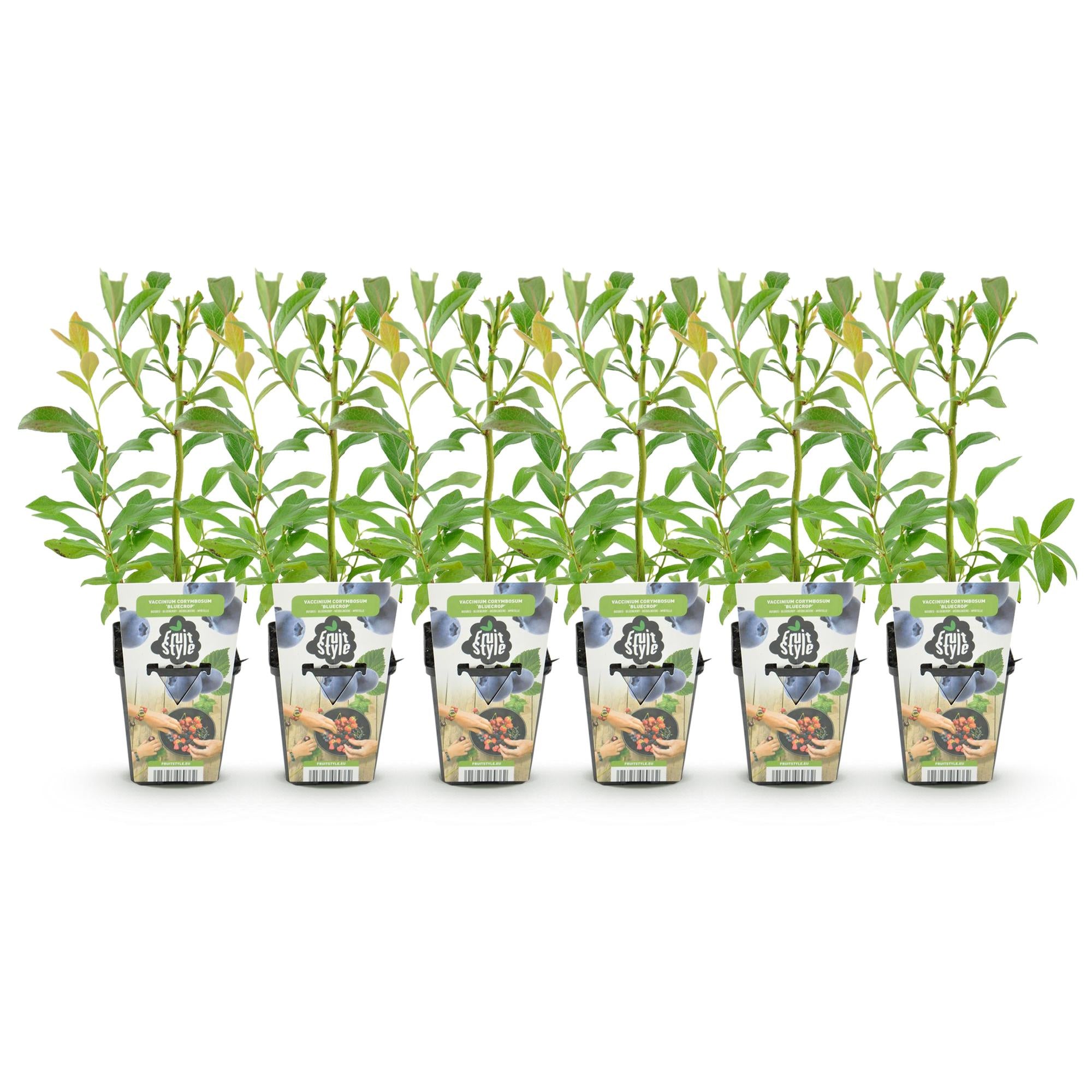 Blauwe Bes - Vaccinium corymbossum Bluegold - Winterhard - 6 Planten - Pot 9 cm - Blauwe Bes