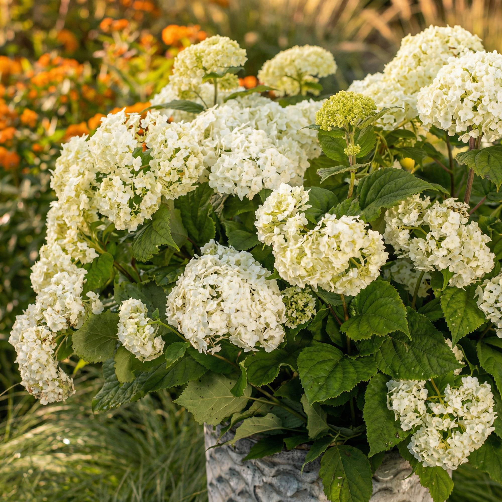 Hydrangea arborescens FlowerWOW - Hortensia - Winterhard - Wit - 1 Plant - Pot 14cm - Hoogte Hoogte 20-30cm