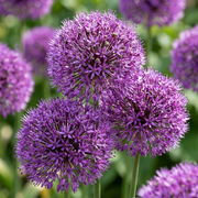 60 bulbes d'Allium Purple Sensation - Oignon ornemental - Violet - Floraison estivale - Calibre 10/12