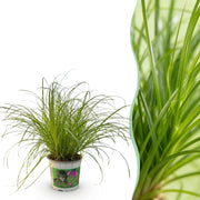 Cyperus alternifolius Zumula - Kattengras - Huisdiervriendelijke Plant - Groen - 1 Plant - Pot 12cm - Hoogte 20cm