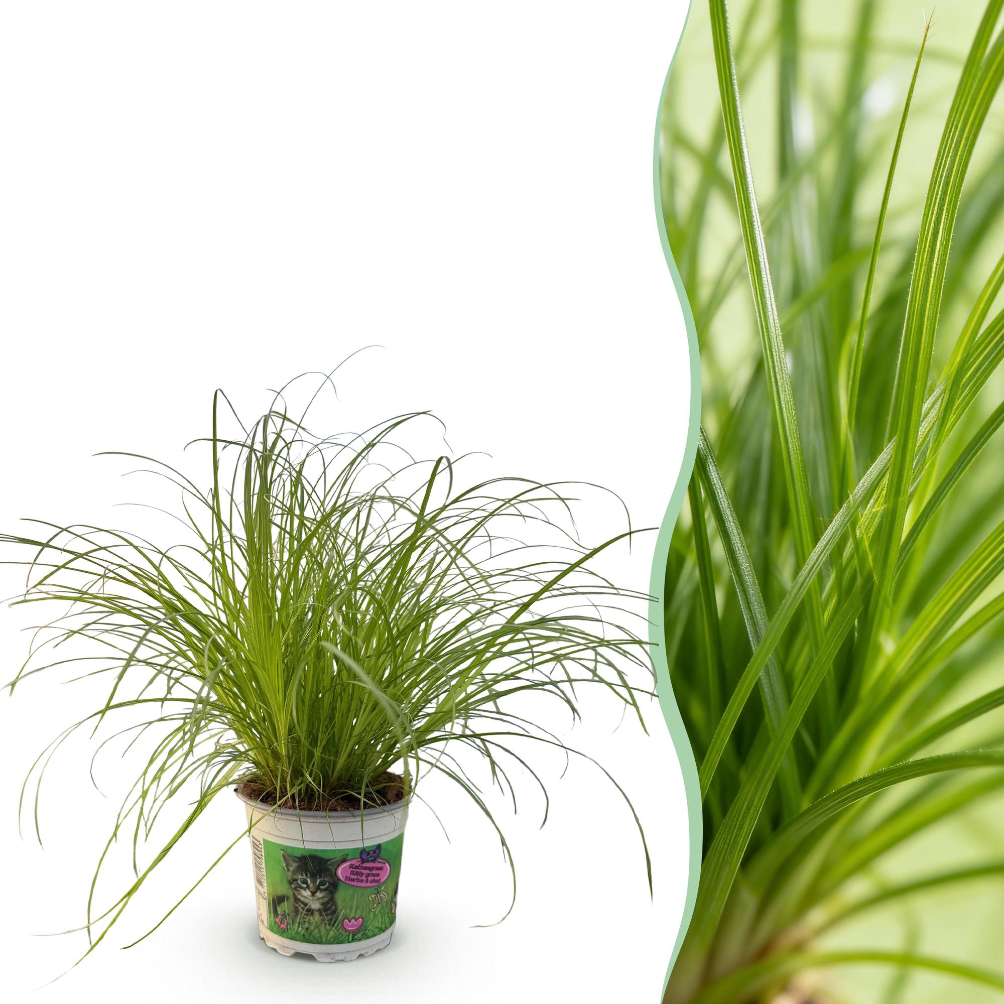 Cyperus alternifolius Zumula - Kattengras - Huisdiervriendelijke Plant - Groen - 1 Plant - Pot 12cm - Hoogte 20cm