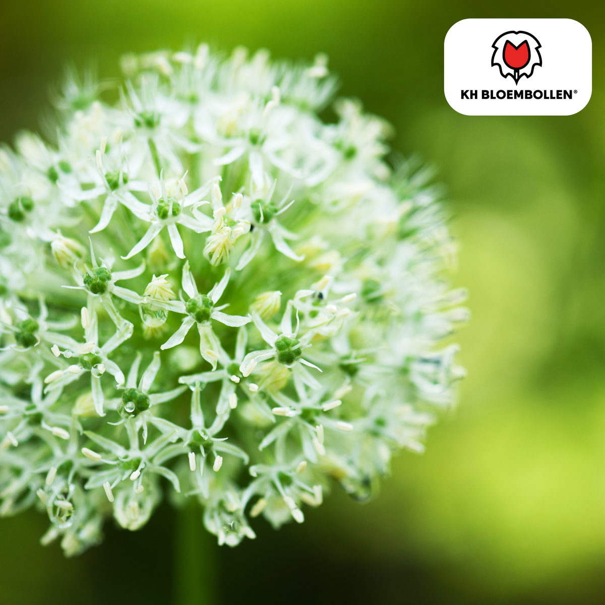 Allium White Giant 5 pezzi