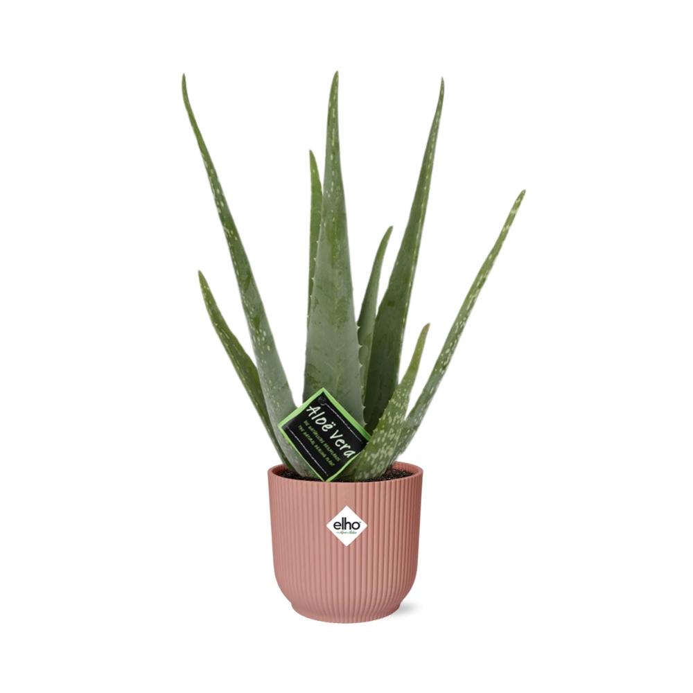 Aloe Vera 12 cm in ELHO Vibes Fold 14 cm rosa