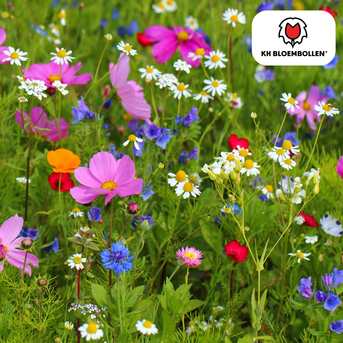 Blanding af vilde blomsterfrø – 100 gram | God til bier, sommerfugle og biodiversitet | ± 30-50 m²