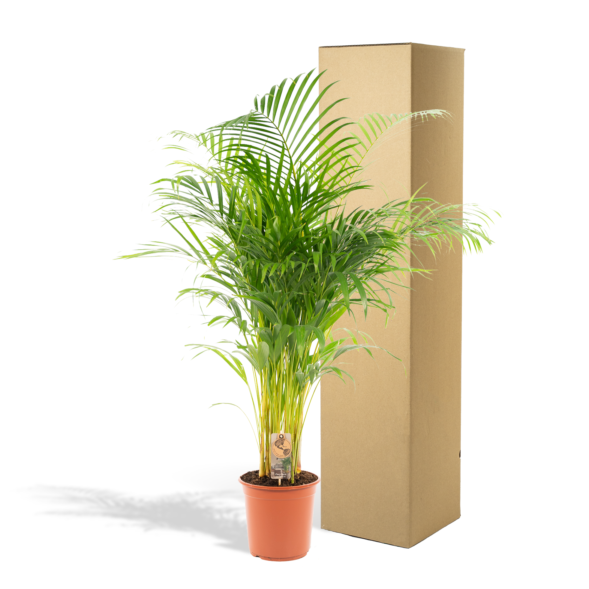 Areca-Palme – Ø 21 cm – ↕ 130 cm