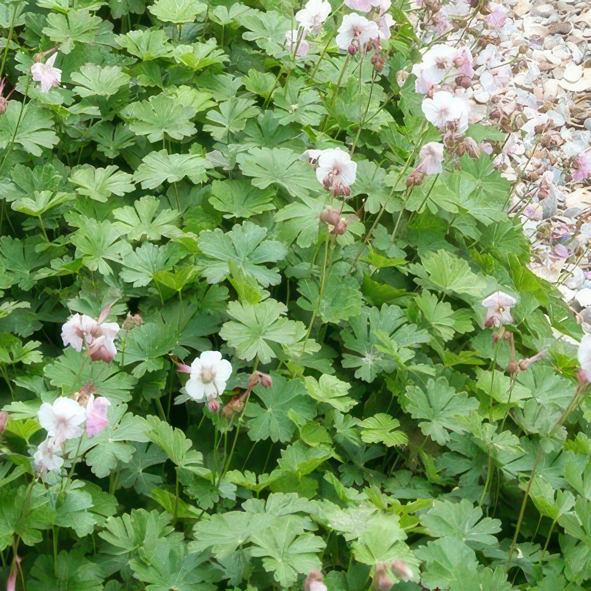 48x Geranium cant. 'Biokovo' - ↕10-25cm - Ø9cm