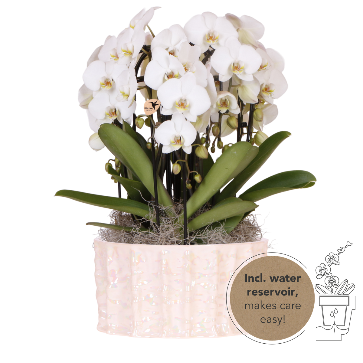 Kolibri Orchids | Witte Mono Bouquet Niagara Fall White in Oyster Dish