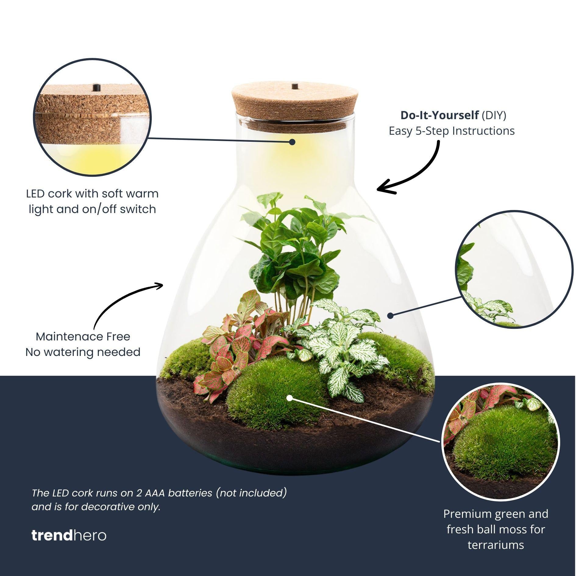 DIY-Terrarium – Sam Coffea mit Lampe – ↕ 30 cm – Flaschengarten – Normal