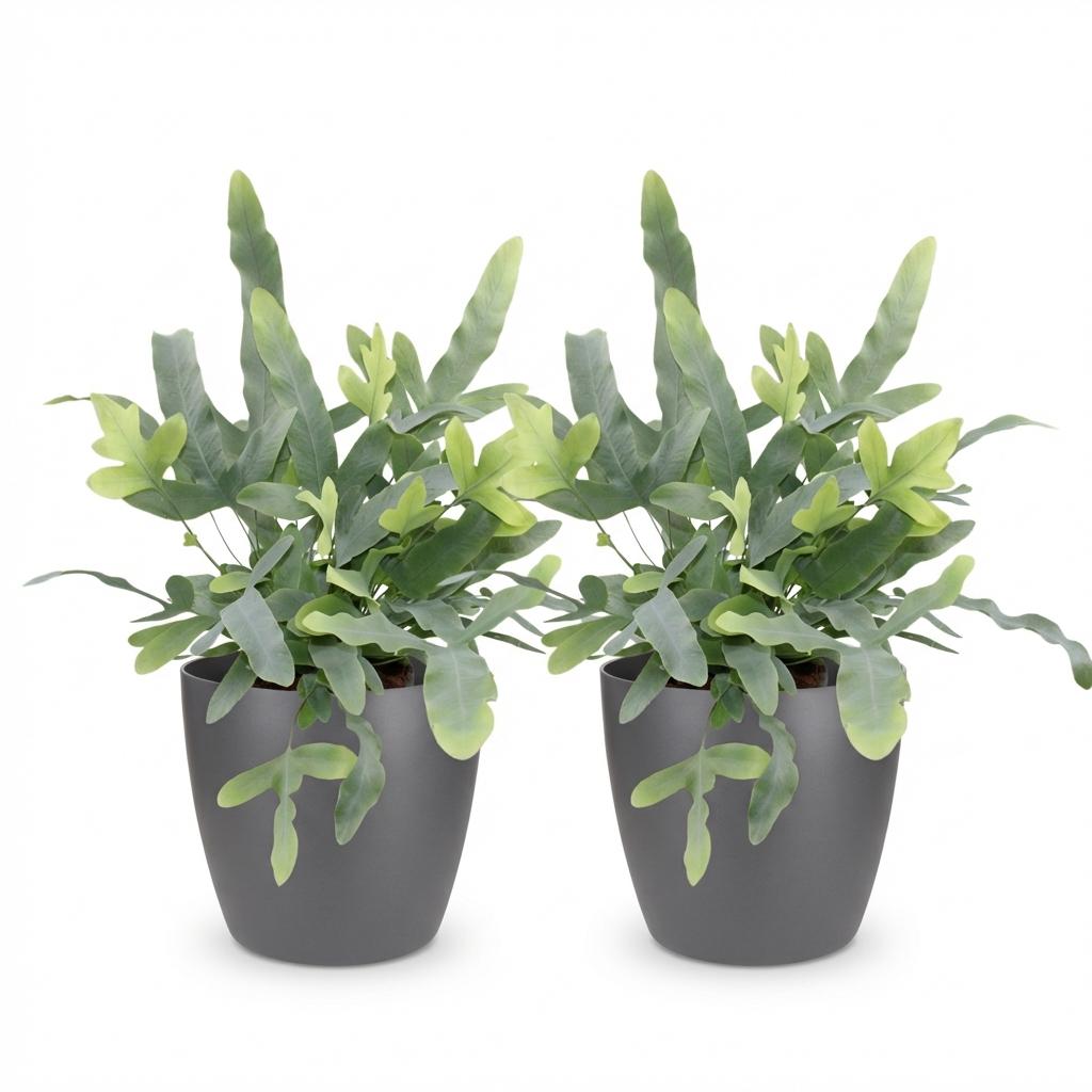 Phlebodium aureum Blue Star - Blauwe Varen - Blauw - 2 Planten - met Potter Grijs - Pot 12cm - Hoogte 25cm