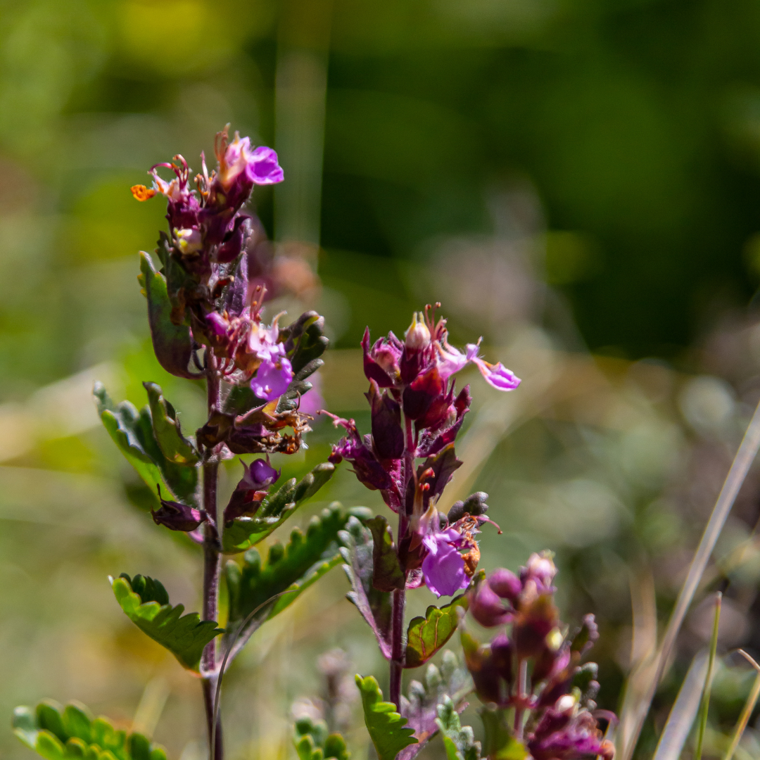 12x Teucrium lucidrys - ↕10-25cm - Ø9cm