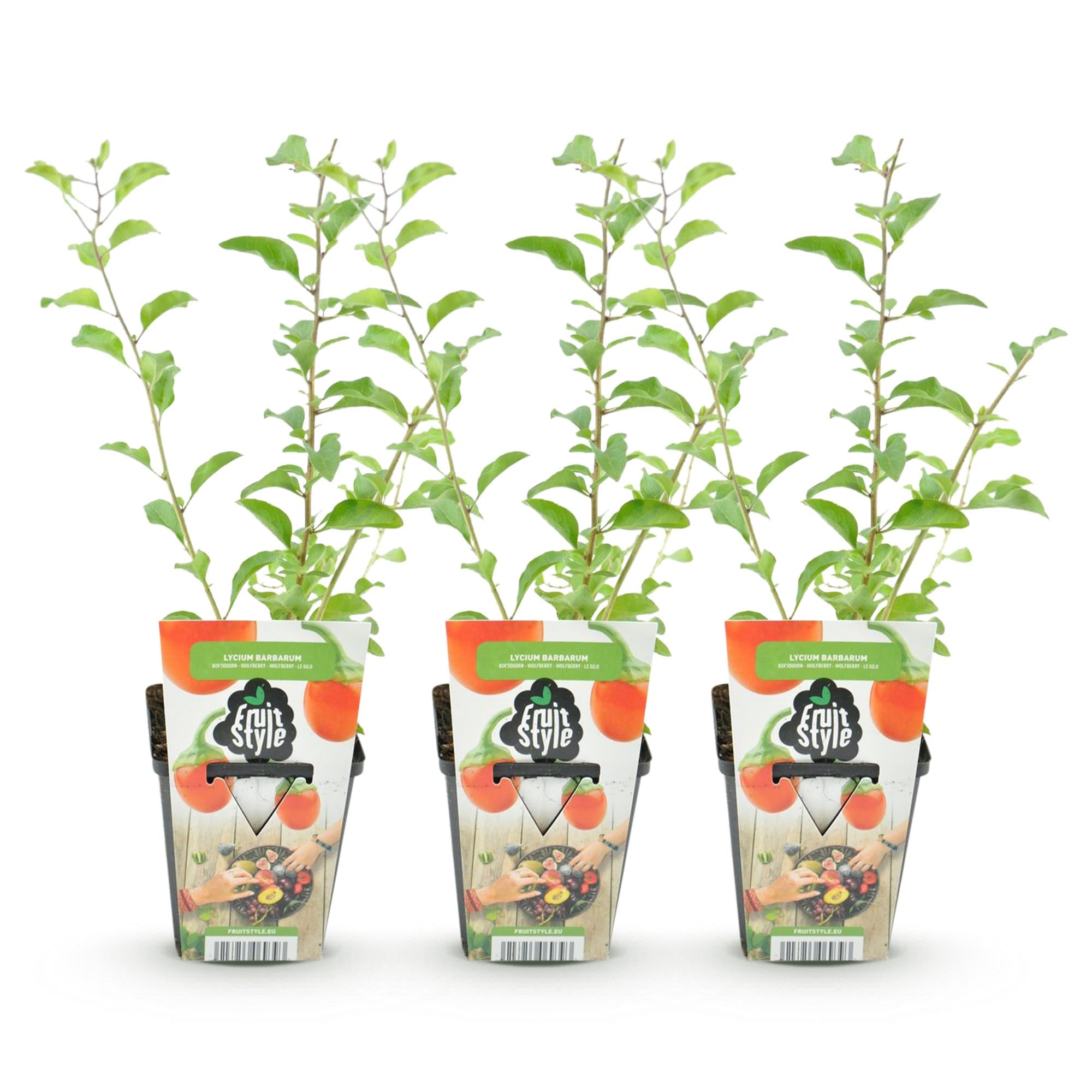 Goijbes - Lycium Barbarum - Winterhard - 3 Planten - Pot  9 cm - Oranje - Rode Vrucht