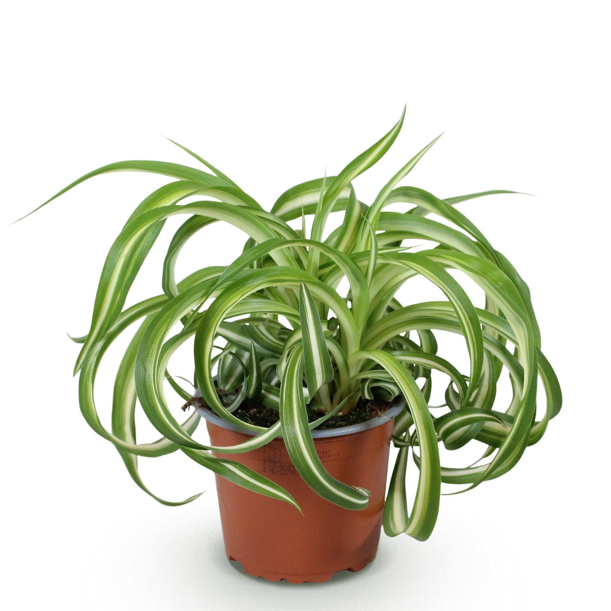 Chlorophytum comosum Bonnie - Krullende Graslelie - Huisdiervriendelijke Plant - Groen - 1 Plant - Pot 12cm - Hoogte 20cm
