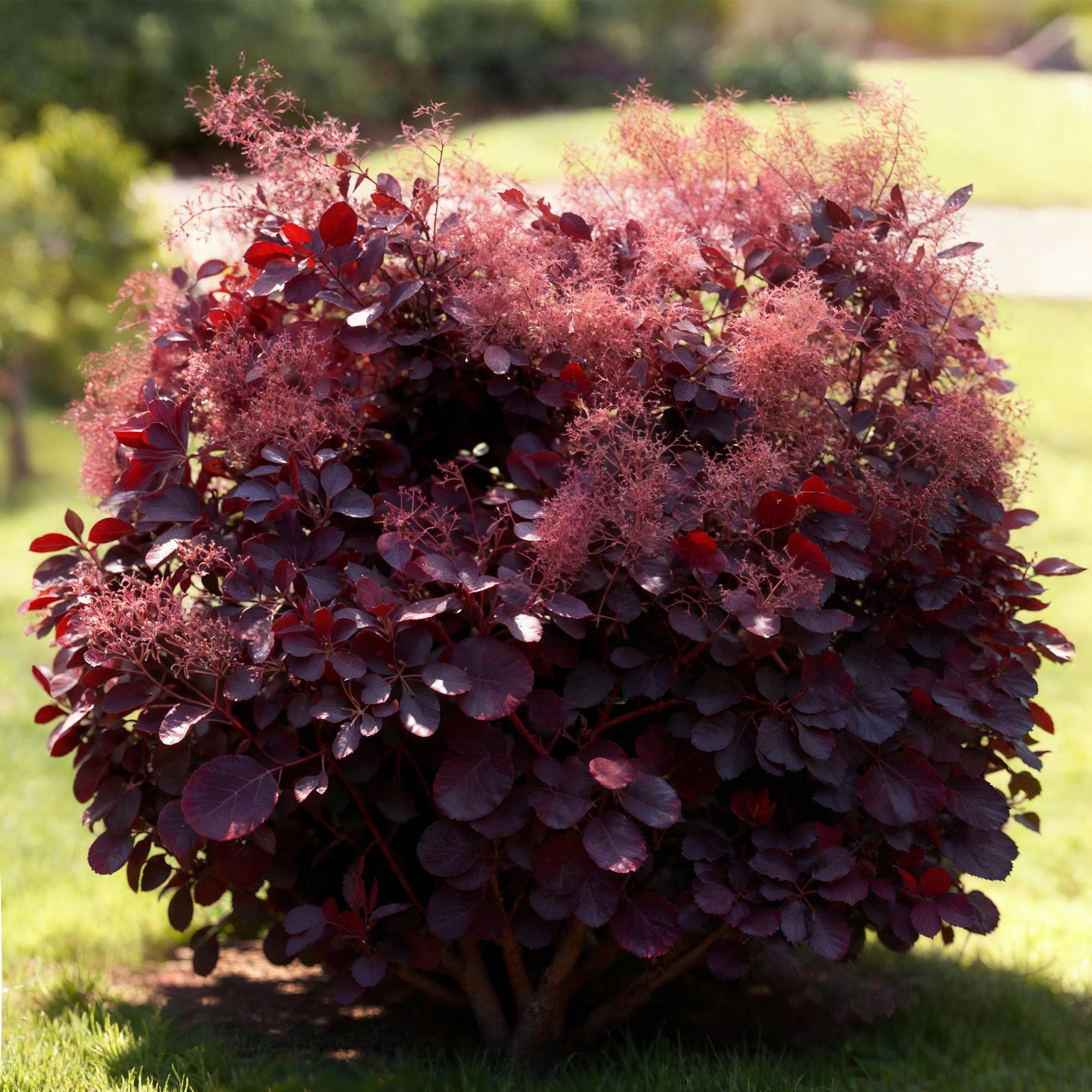 Cotinus coggyria Lilla - Paars 1 Plant - Bladverliezend - Weinig Onderhoud - Pot 12cm Hoogte 35cm