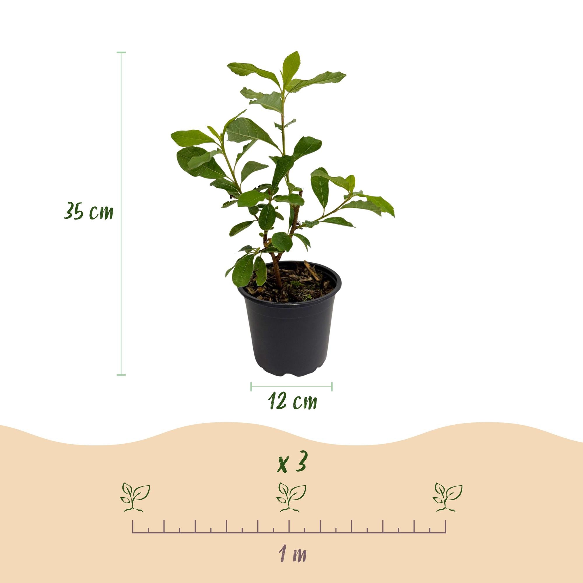 Cornus Florida - Bloem Wit-Roze - 3 Planten - Bladverliezend - Weinig Onderhoud - Pot 12cm Hoogte 35cm