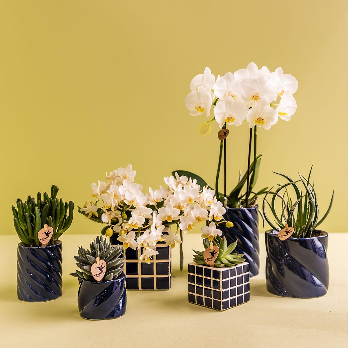 Kolibri Orchids | orchidea bianca Amabilis + Candy vaso decorativo blu - dimensioni vaso Ø9cm | pianta da appartamento fiorita - fresca dal coltivatore