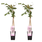 2x Blåregn 'Rosea' - ↨65cm - Ø15