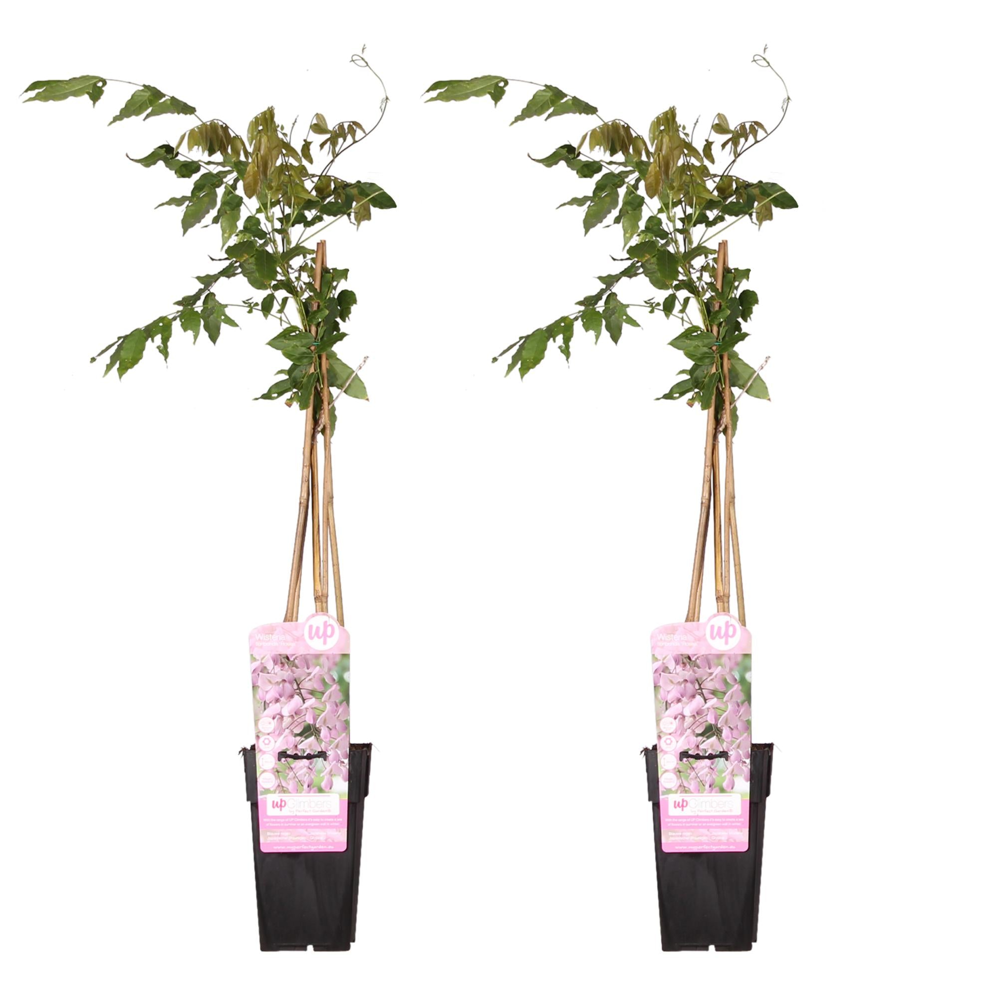 2 glycines floribunda 'Rosea' - ↨65cm - Ø15