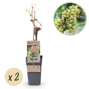 Witte Druif - Vitis vinifera Bianca - 2 planten - Pot 15cm Hoogte 50cm