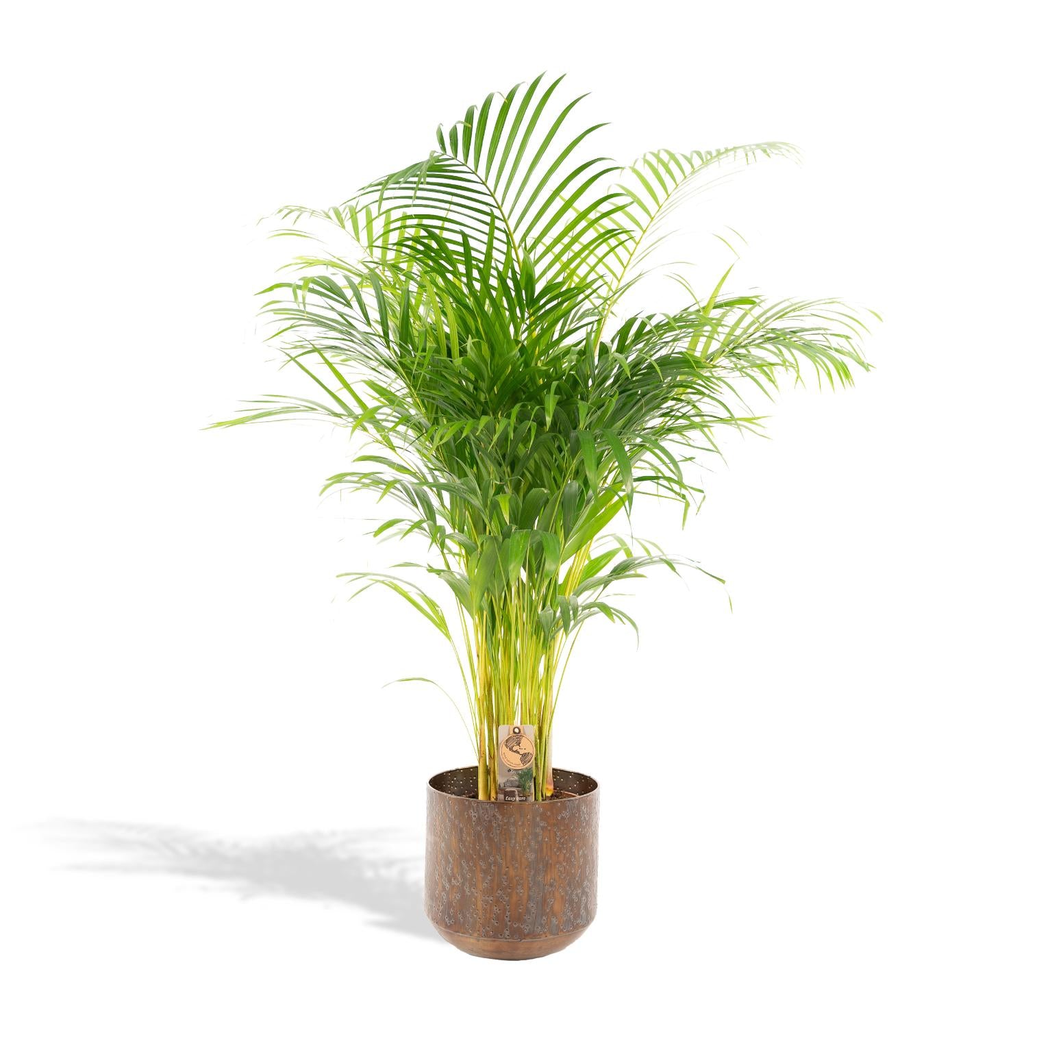 Palma Areca con vaso - ↨130cm - Ø24cm
