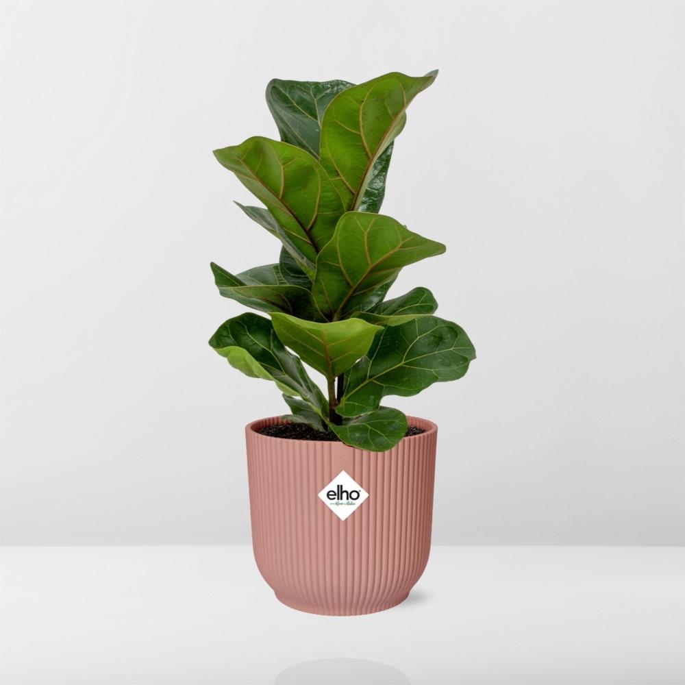 Ficus lyrata 'Bambino' en pot ELHO Vibes Fold 14 cm rose