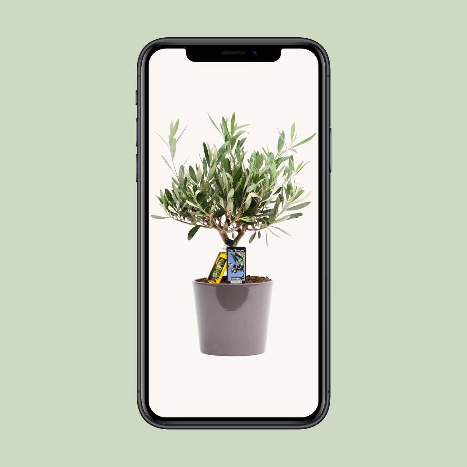 Olea Olive - Ø16cm - ↕35cm