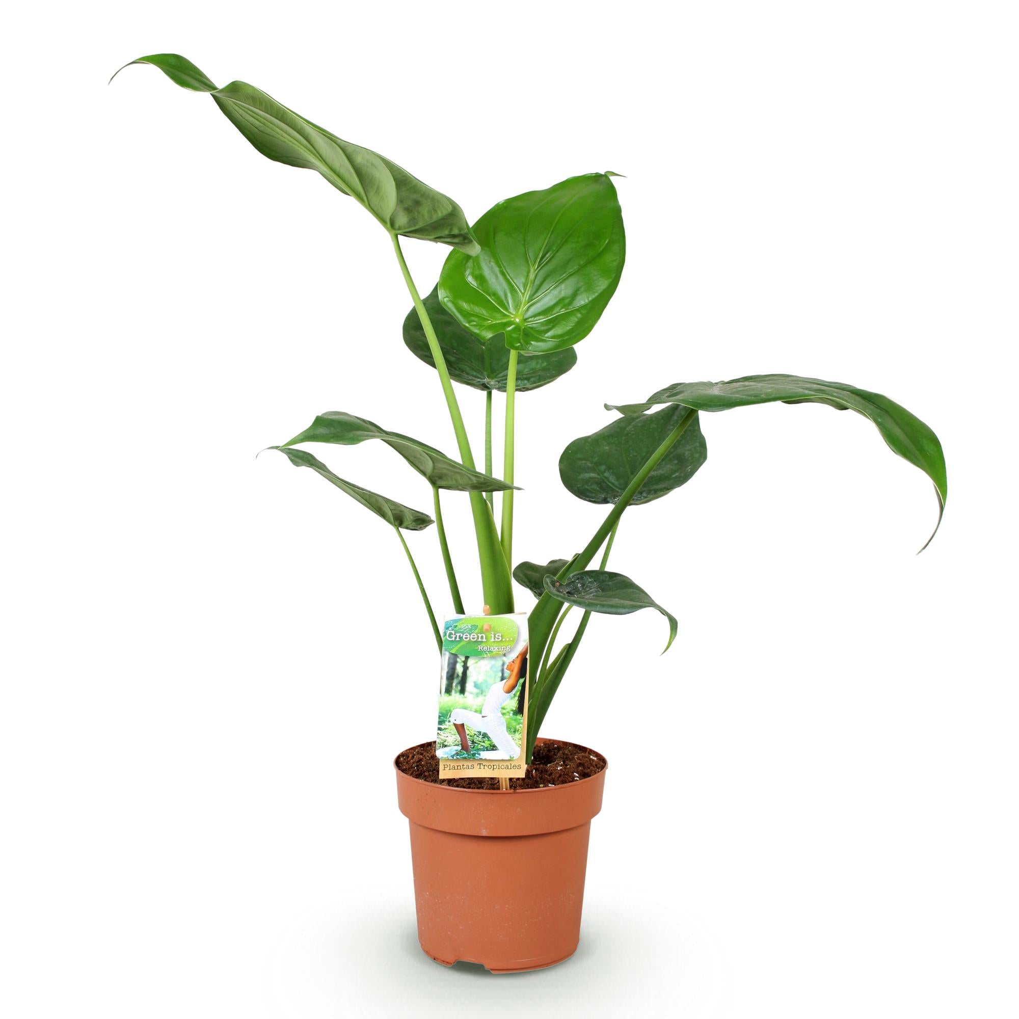 Alocasia Cucullata - Olifantsoor - Pot 17cm - Hoogte 60-65cm
