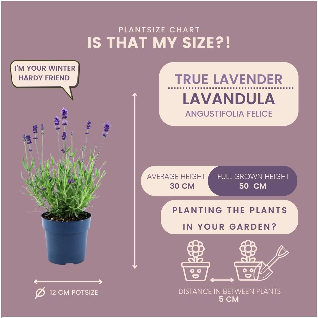 Lavandula angustifolia Felice® - 12 cm pot - Set van 6 Echte Lavendel planten
