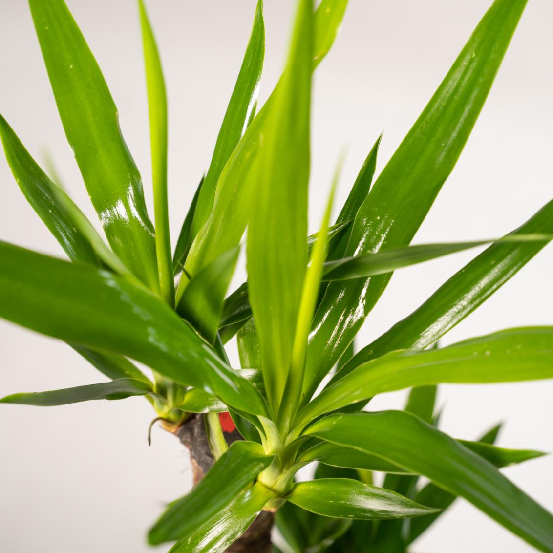 Yucca con cestino - ↨100cm - Ø21cm