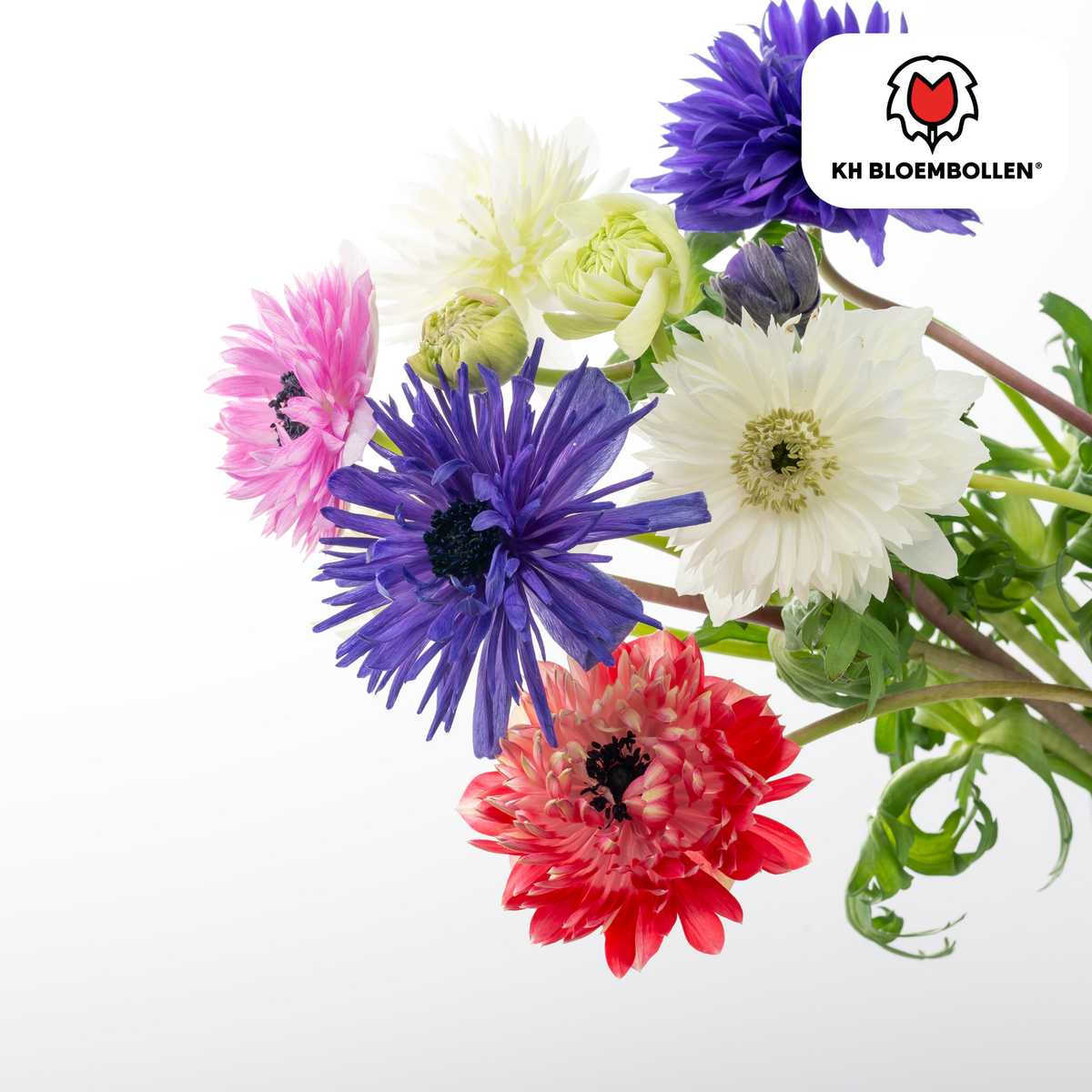 Anemoni doppi 30 pezzi