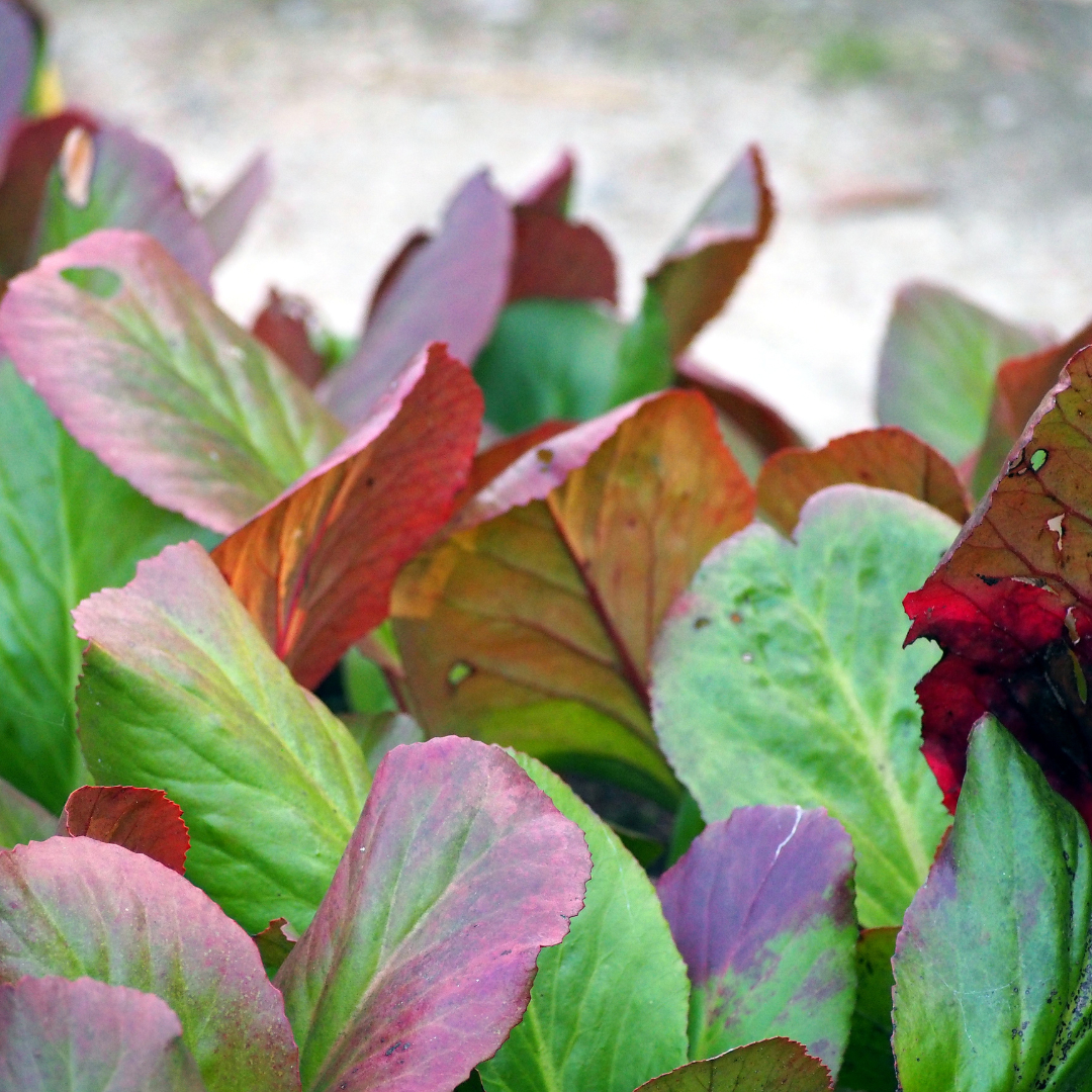 6x Bergenia cordifolia - ↕10-25cm - Ø9cm
