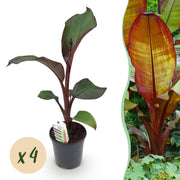 Bananen plant - Ensete ventricosum Maurelli - Winterhard - 4 planten - Pot 17cm Hoogte 40cm